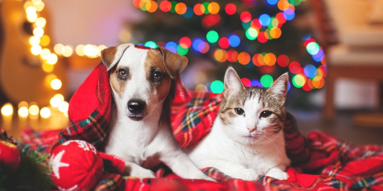 9 reasons why you shouldn't give your kids a pet as a present this holiday