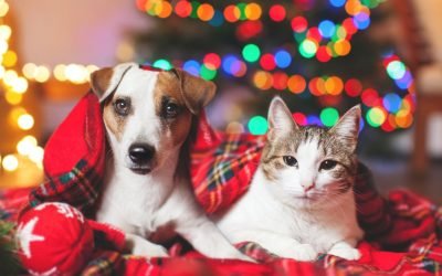 9 reasons why you shouldn't give your kids a pet as a present this holiday