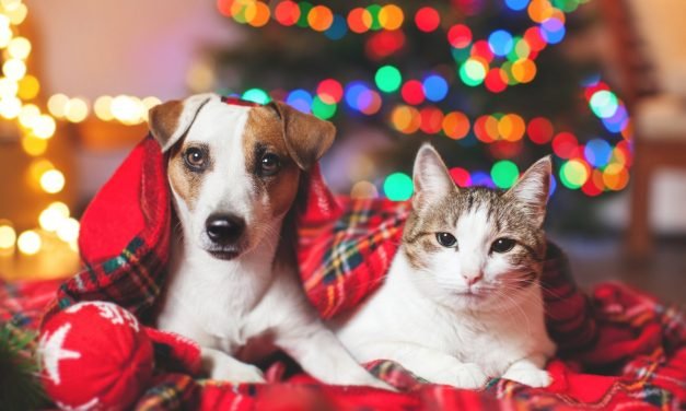 9 reasons why you shouldn't give your kids a pet as a present this holiday