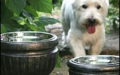 Put dog bowls in planters for a nice look for the patio!