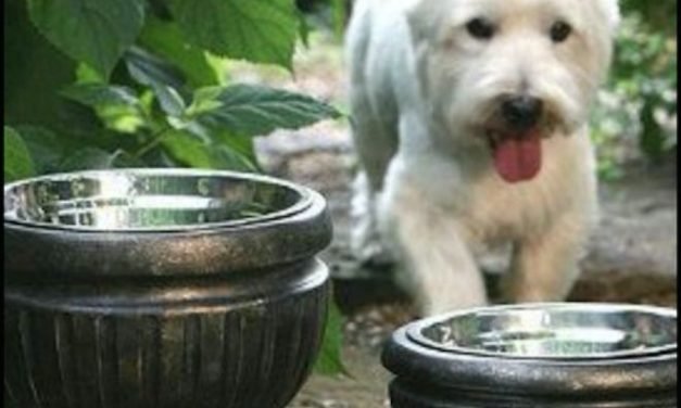 Put dog bowls in planters for a nice look for the patio!