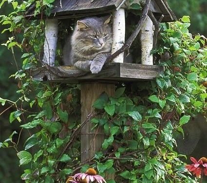 Cathouse – been reluctant to put up a bird feeder because the cats are such successful birders.  Now I can put up cat houses! @julie Palmer