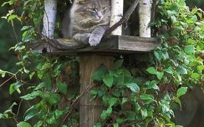 Cathouse – been reluctant to put up a bird feeder because the cats are such successful birders.  Now I can put up cat houses! @julie Palmer