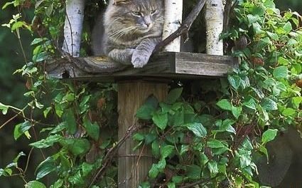 Cathouse – been reluctant to put up a bird feeder because the cats are such successful birders.  Now I can put up cat houses! @julie Palmer