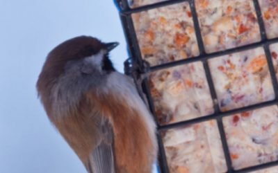Homemade bird food recipe: Suet How to make Suet for winter birds.  HOMEMADE BIRD FOOD RECIPE: SUET HOW TO MAKE SUET FOR WINTER BIRDS