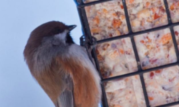 Homemade bird food recipe: Suet How to make Suet for winter birds.  HOMEMADE BIRD FOOD RECIPE: SUET HOW TO MAKE SUET FOR WINTER BIRDS