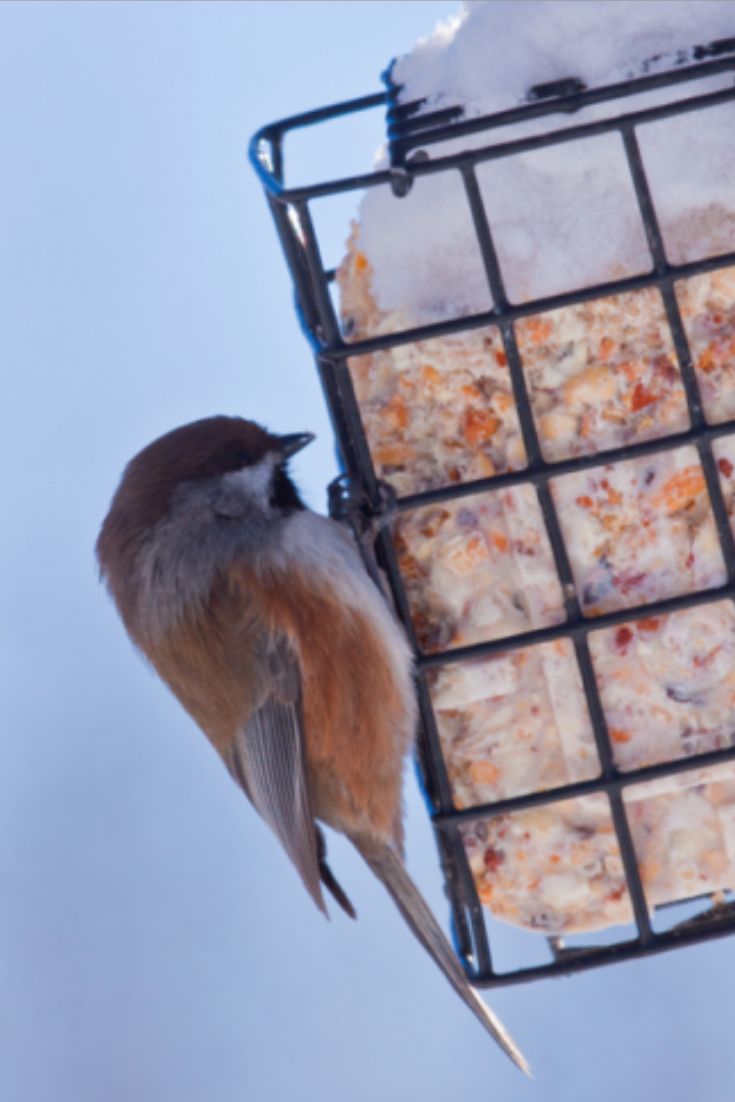 Homemade bird food recipe Suet How to make Suet for winter birds