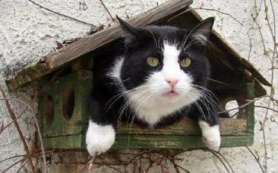 Cat In Bird House. ••••(KO) Can't fly yet, but working on it. I wonder if she has kitten eggs that she's sitting on in there? They