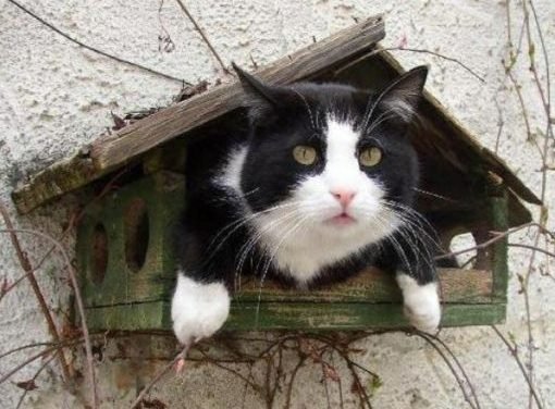Cat In Bird House.    &bull;&bull;&bull;&bull;(KO) Can't fly yet, but working on it. I wonder if she has kitten eggs that she's sitting on in there?