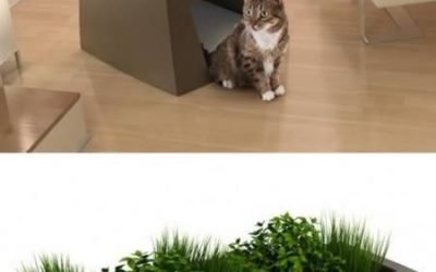 Jardin Chic is showing that pet friendly furniture can also be “chic”. Take a look at these planters with dual functions. They serve as
