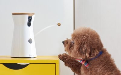 Sponsored: The best ways to spy on your dog or cat