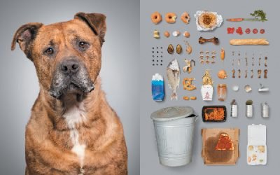 Alícia Rius’ ‘A Dog’s Life’ Takes a Closer Look at Canine Living