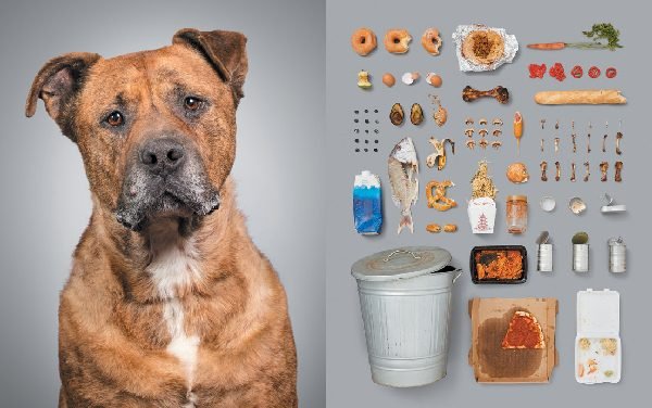 Alícia Rius’ ‘A Dog’s Life’ Takes a Closer Look at Canine Living