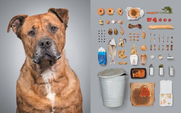 Al&iacute;cia Rius&rsquo; &lsquo;A Dog&rsquo;s Life&rsquo; Takes a Closer Look at Canine Living
