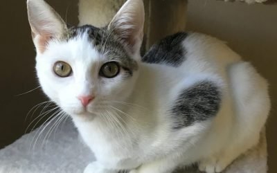Your Afternoon Animal Fix – AdoPtville
