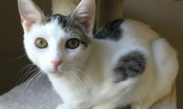 Your Afternoon Animal Fix &ndash; AdoPtville