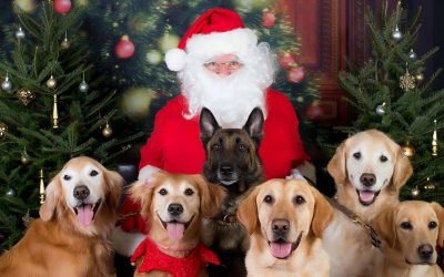 8 Pro Tips for Getting Your Pet to Pose With Santa