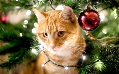 All the Holiday Hazards Every Pet Owner Should Know About
