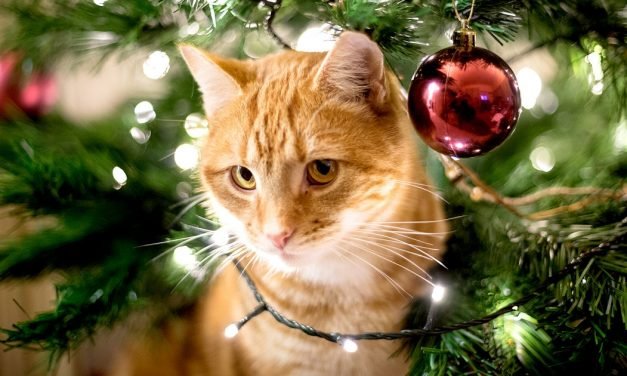All the Holiday Hazards Every Pet Owner Should Know About