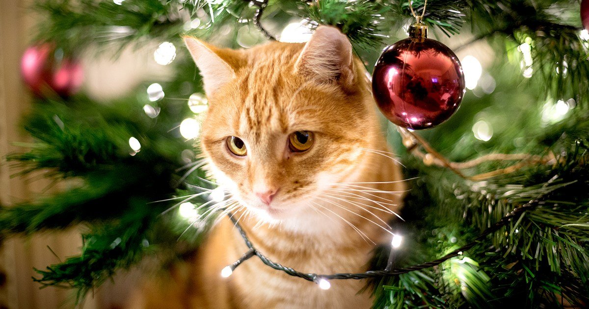 All the Holiday Hazards Every Pet Owner Should Know About