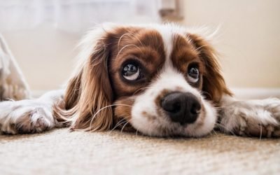 Tips On Cleaning Up After Your Pet
