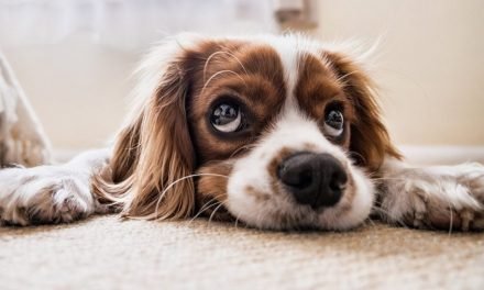 Tips On Cleaning Up After Your Pet