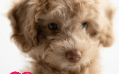 ? ? Dog Quotes & Dog Products here