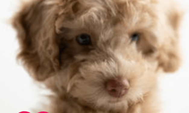 ? ? Dog Quotes & Dog Products here