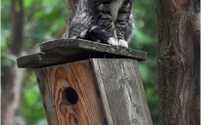 magical-meow: Bird House by Para