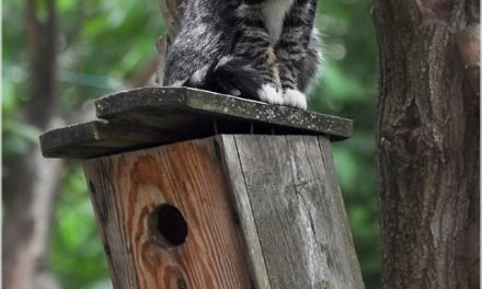 magical-meow:  Bird House by Para