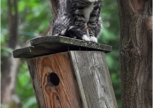 magical-meow:  Bird House by Para