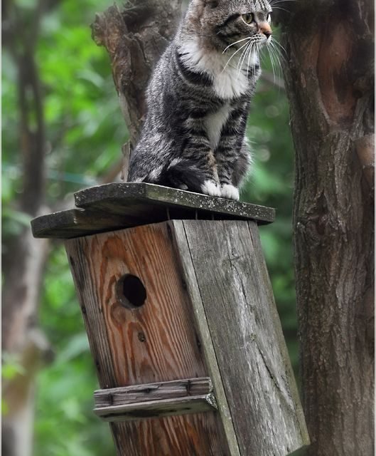 magical-meow:  Bird House by Para