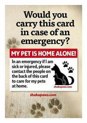 If I was single and my animals unattended, you bet I would carry a card like this – My Pet is Home Alone emergency card – I also have an