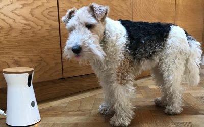 8 best pet cameras