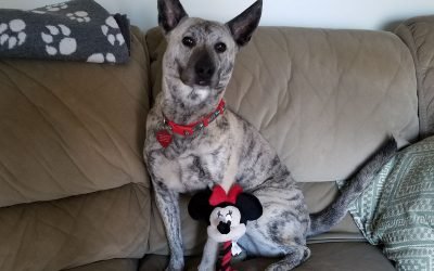 Disney Tails