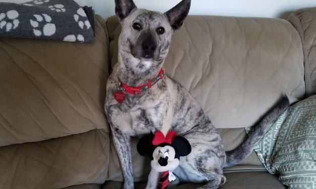 Disney Tails
