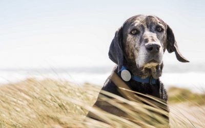 Incredible high-tech gadgets for your pets (and yourself)