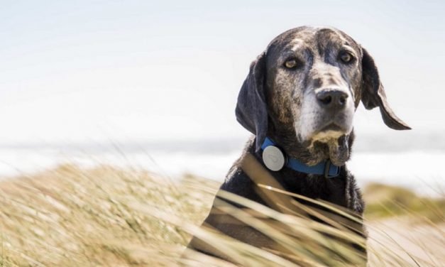 Incredible high-tech gadgets for your pets (and yourself)
