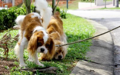 Is Your Dog Peeing a Lot? Should You Worry?