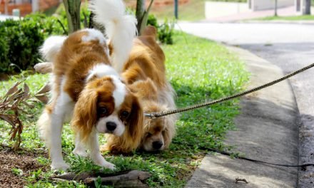 Is Your Dog Peeing a Lot? Should You Worry?