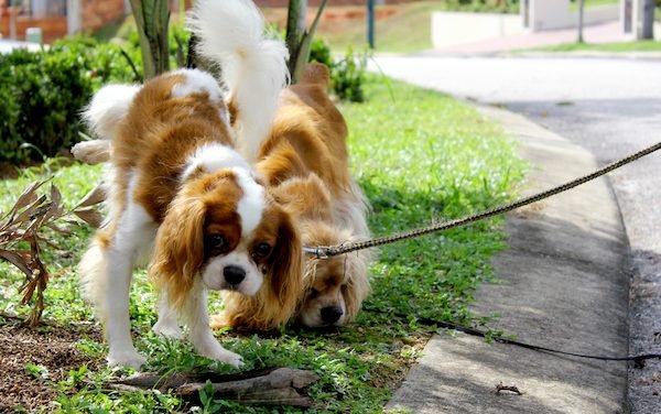Is Your Dog Peeing a Lot? Should You Worry?