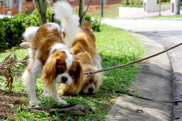 Is Your Dog Peeing a Lot? Should You Worry?