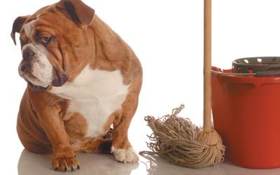 How to Deal With Your Dog Peeing in the House