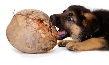 Using Coconut Oil for a Dog’s Itchy Skin