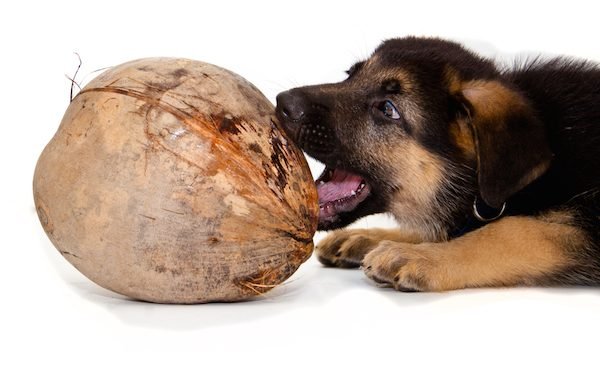Using Coconut Oil for a Dog’s Itchy Skin