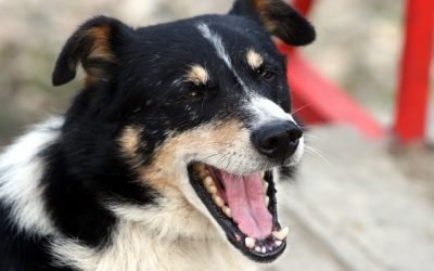 15 Things Your Dog Wants You To Know