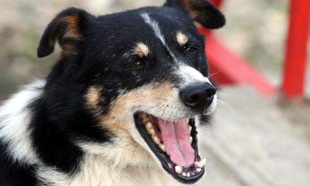 15 Things Your Dog Wants You To Know
