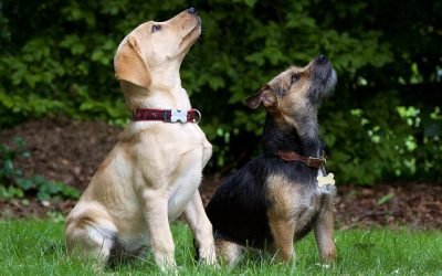 5 Reasons Your Dog Needs a Friend