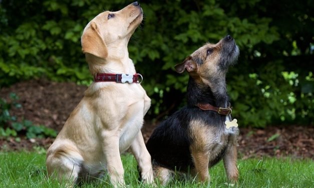 5 Reasons Your Dog Needs a Friend