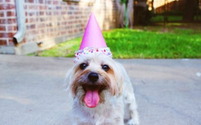 5 Epic Ideas to Throw The Perfect Birthday Party For Your Pup